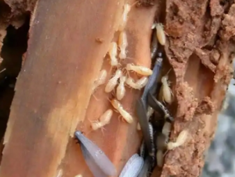 易县白蚁防治公司分享看似渺小的白蚁：被误解的生态工程师与居家隐患